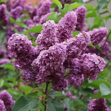 Wolpers Im Kaiserhof Comfortable * Kellenhusen